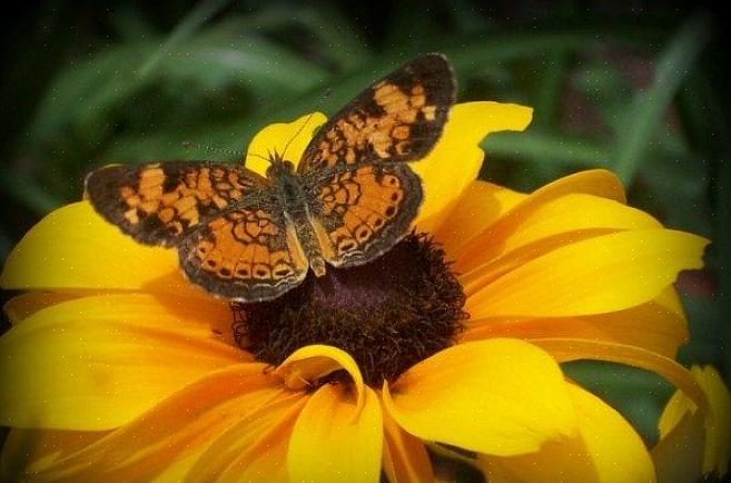 Kolibries naar uw tuin lokken is net zo eenvoudig als het planten van bloemen die ze mooi vinden