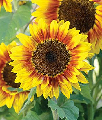 Het enige wat u hoeft te doen is aan het einde van het seizoen de bloemen aan de planten te laten staan