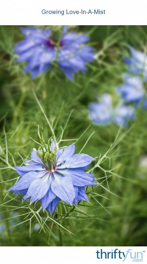 De bloemen blijven goed bij het snijden