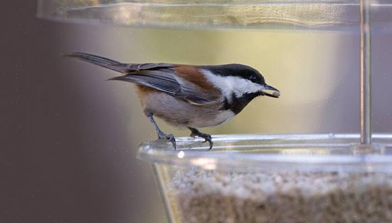 Hoe chickadees aan te trekken