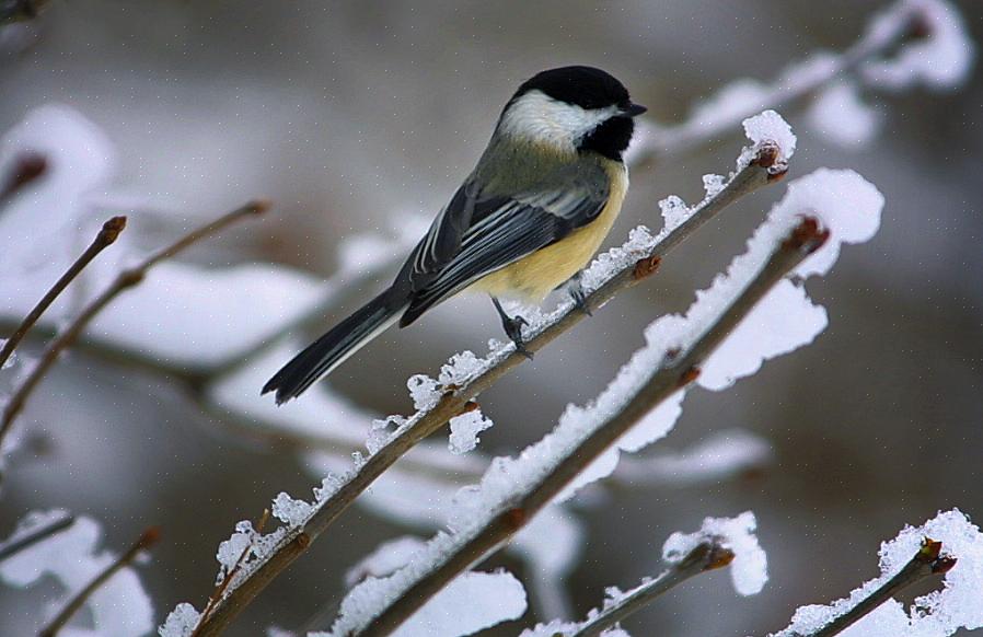 Chickadees bezoeken vogelbaden om te drinken