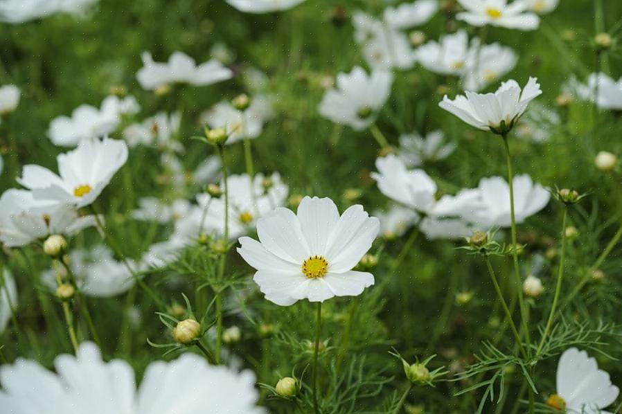 Waardoor planten voorbij hun bloei zullen verdwijnen