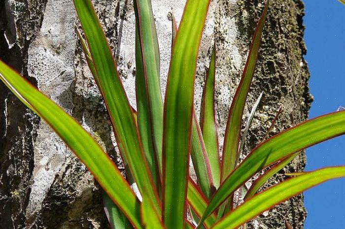 Een dracaena-groep is een grote groep planten die varieert van de populaire