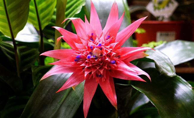 Lichtgroen blad met een spectaculair blauw bloemenschutblad