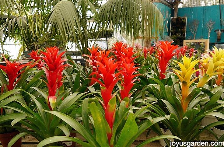Bromelia's zijn een van de beste tropische planten om in huis te kweken
