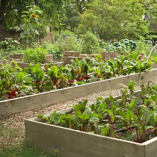 Ten slotte kunnen sommige tuinders kiezen voor containervriendelijke groenten voor deze aanplant in augustus