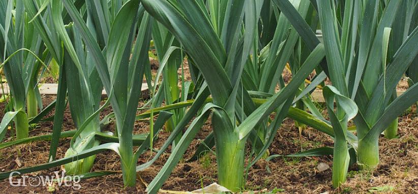 De plant krijgt een bijna plat uiterlijk totdat de bladeren lang