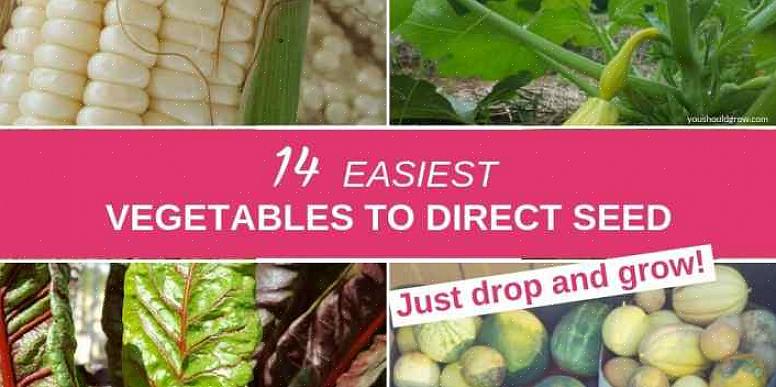 Kweek bieten door direct in de tuin te zaaien