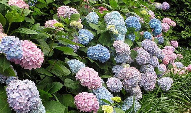 Hortensia's profiteren in de zomer van 2,50 cm water per week (tenzij het regent)