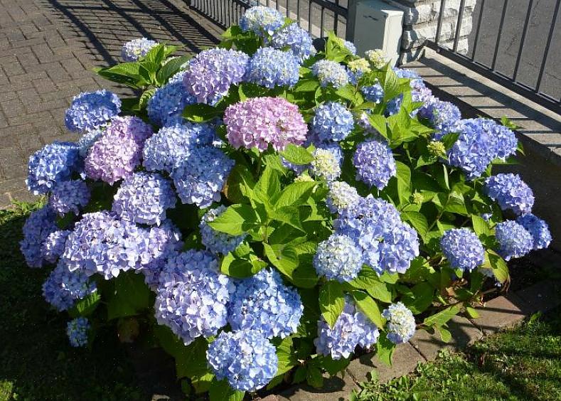 De meest gekweekte hortensia's waren vroeger de grootbladige hortensia's (Hydrangea macrophylla)