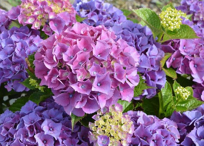 Lacecap-hortensia's bloeien op oud hout