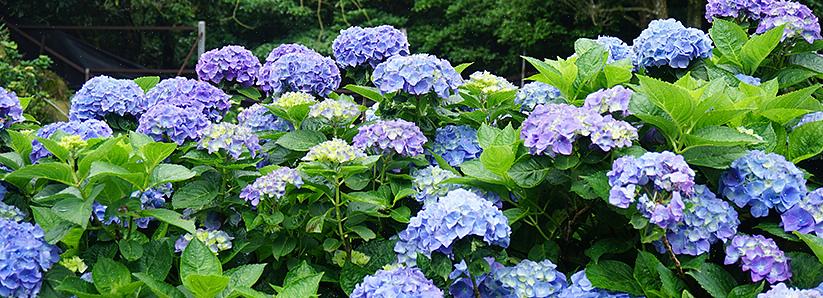 Dat komt omdat sommige hortensia's bloeien op wat "oud hout" wordt genoemd