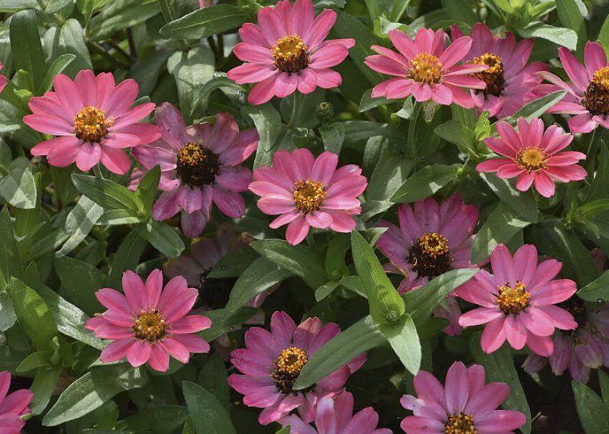 De wortels van Zinnia houden er niet van om in vochtige grond te zitten