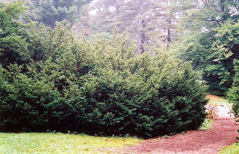 De Japanse taxus is tweehuizig