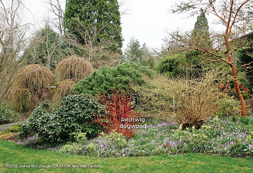 Makkelijker om kleur in de tuin te hebben zonder dat er een bloem in zicht is