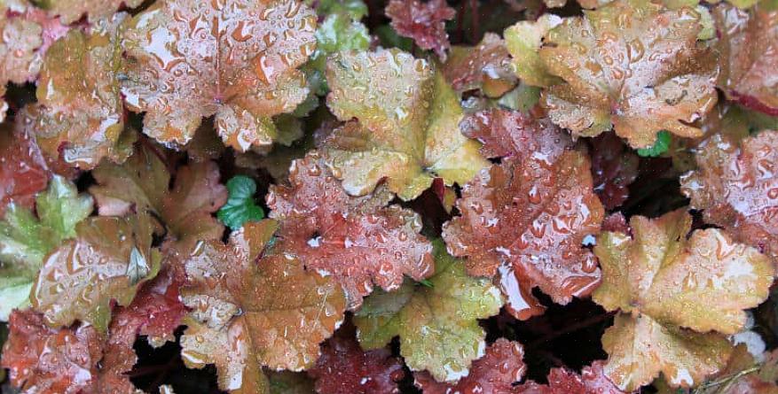 Heuchera doet het goed in verhoogde bedden