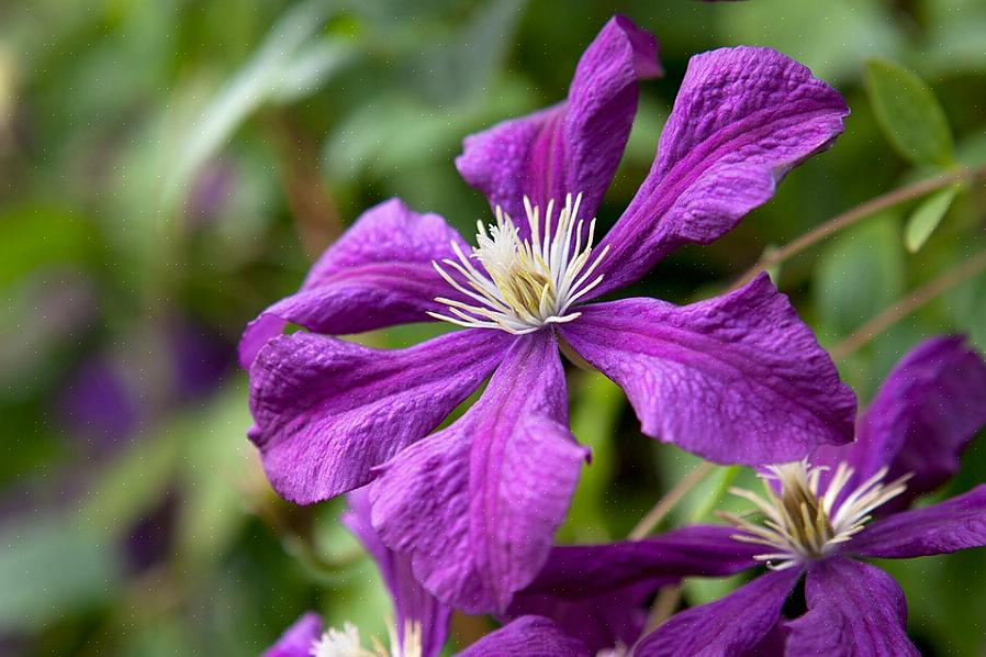 Deze donkerpaarse plant gedijt goed in zones 4-7