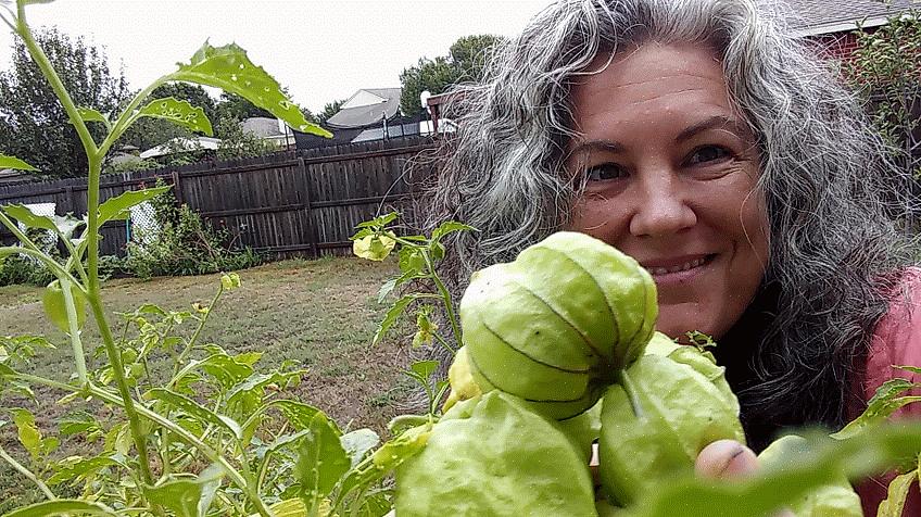 Tomatillos lijken qua uiterlijk op Kaapse kruisbessen