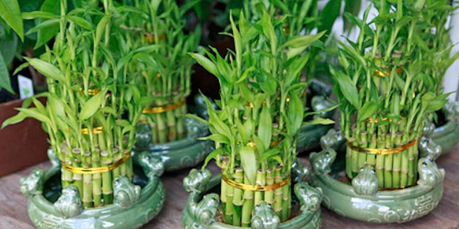 Weelderige plant kunt gebruiken als een feng shui-geldplant