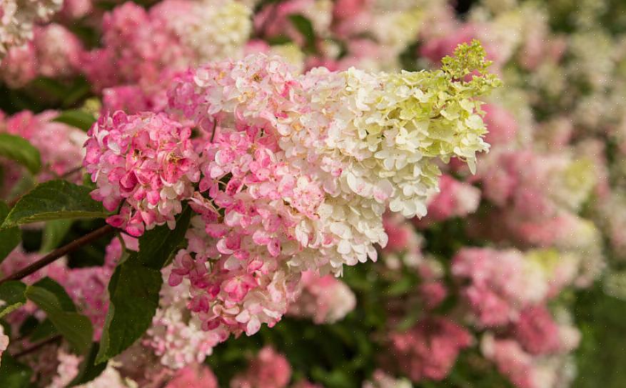 Groene bloesems van Hydrangea paniculata 'Limelight.'