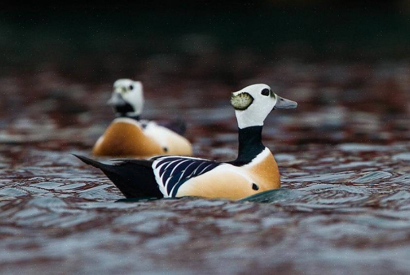 Stadsbestuurders debatteren of het voeren van wilde vogels een goed idee is of niet
