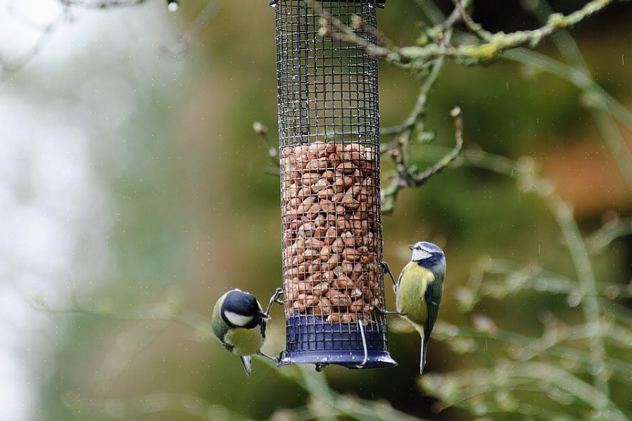 Zijn perfect geschikt om uw vogels in de achtertuin af