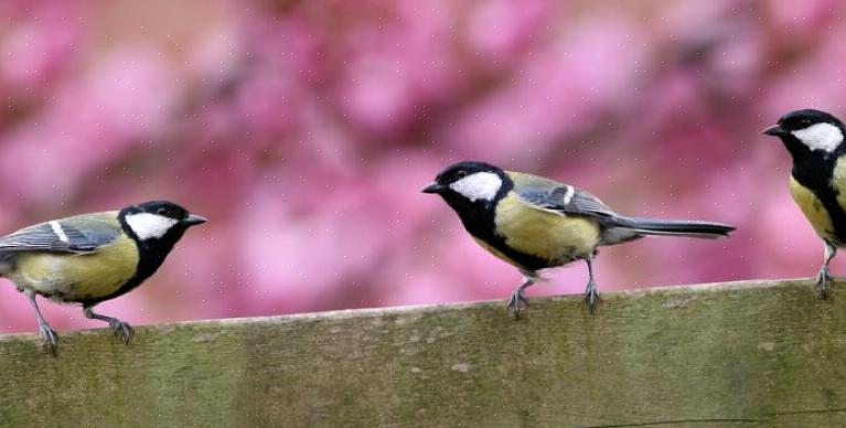 Er zijn veel verschillende keukenresten die vogels in de achtertuin kunnen aanspreken