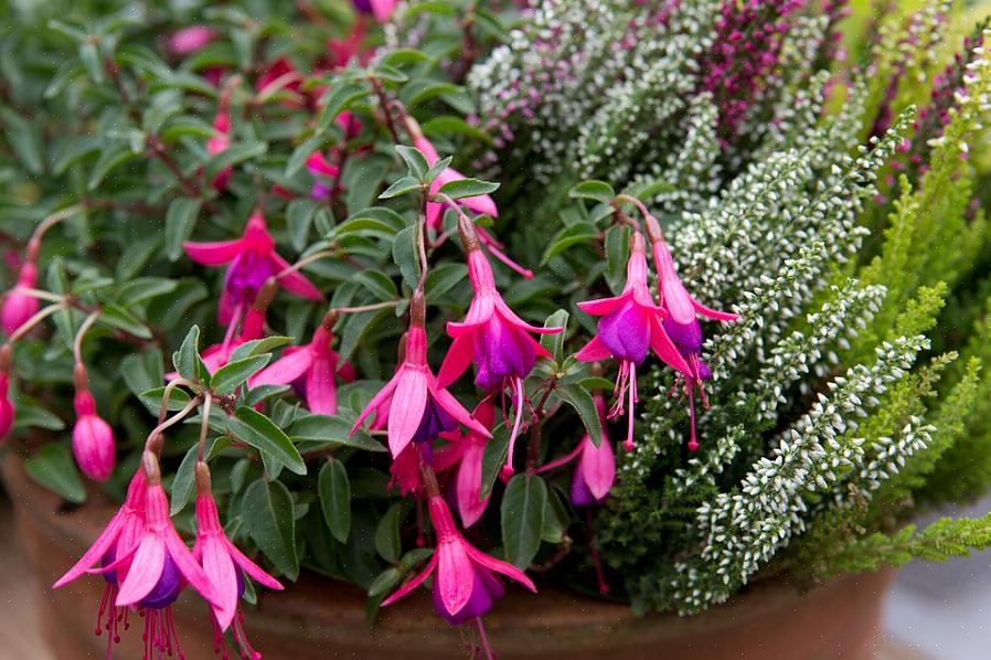 Gewoonlijk zijn fuchsia's laagblijvende planten die over de zijkanten van containers draperen