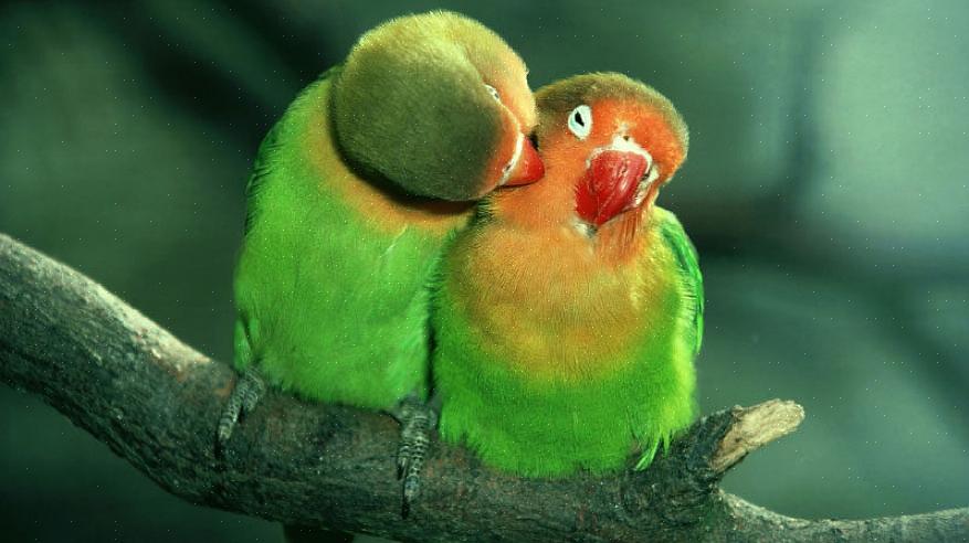 Veel vogelsoorten zijn dimorf of vertonen zichtbare verschillen tussen mannetjesvogels
