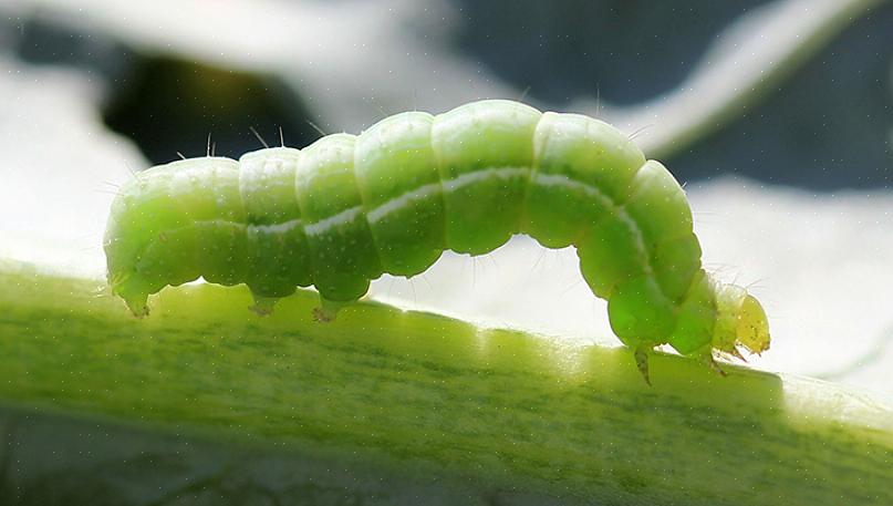 De schade is meestal niet genoeg om de planten te doden