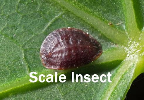 Zullen de planten langzaam groeien en zwak zijn
