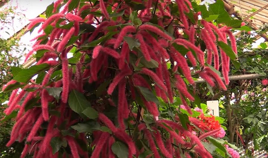 Combineer een chenilleplant met complementaire bloemen die dezelfde groeiomstandigheden waarderen