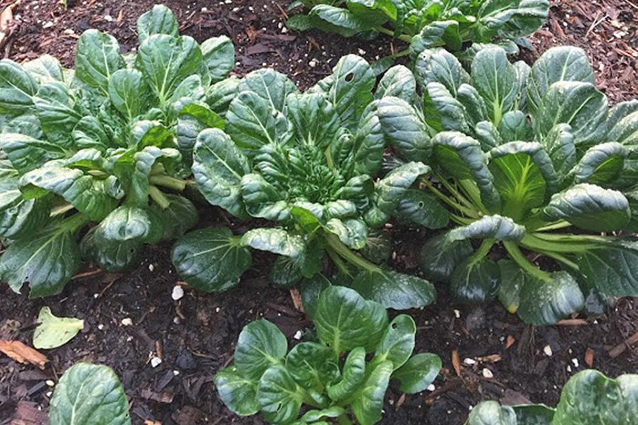 Tatsoi-planten groeien meestal in een vlakkere rozet dan bok choi