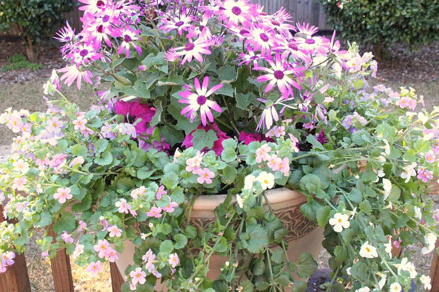 Is door planten te gebruiken die worden aangeduid als thriller