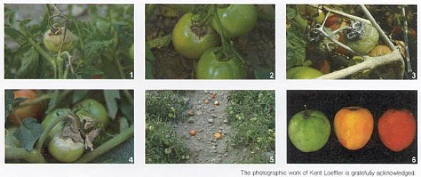 Vaak treden de eerste symptomen van grijze schimmel op de tomatenstengels