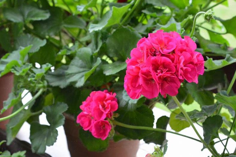 Alle geraniums hebben bescherming nodig tegen bevriezing in de winter