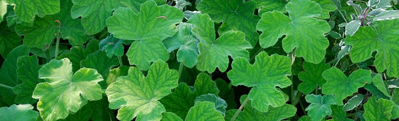 Geraniums zijn zware voeders