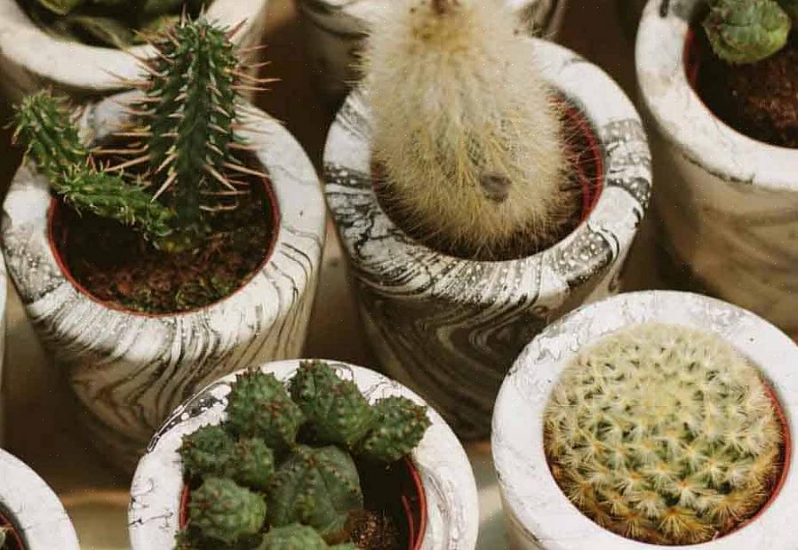 Kun je de Echinopsis-soort waarschijnlijk zonder al te veel moeite kweken