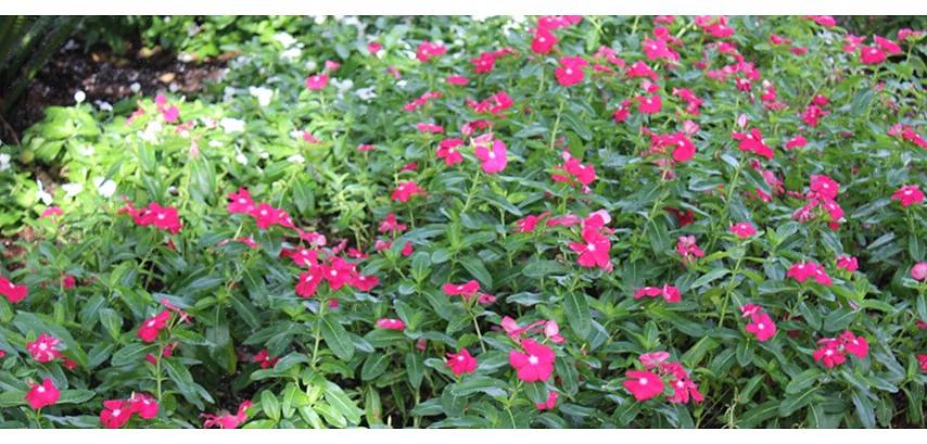 Zijn jaarlijkse vinca-planten van het geslacht Cartharanthus