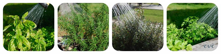 Dit is een goede planttechniek voor alle planten