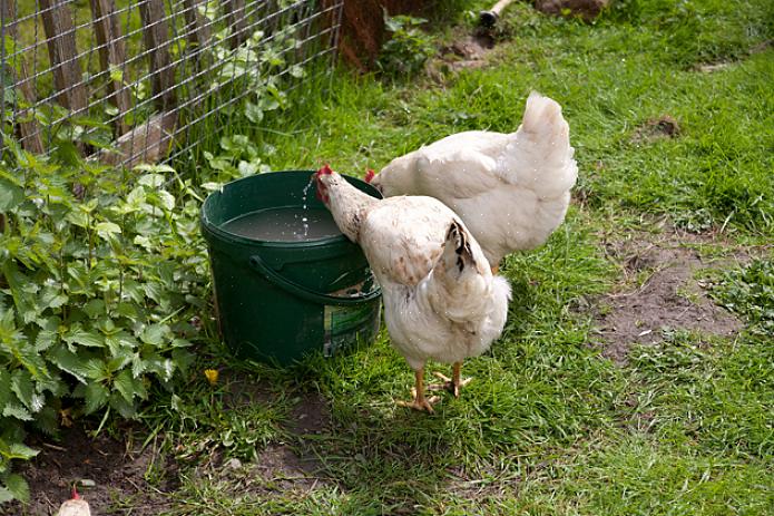 Werkt een ronde plastic waterer even goed