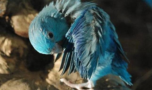 Gladstrijken dient verschillende essentiële doelen voor vogels