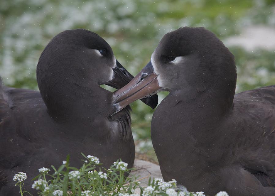 Gladstrijken is de manier waarop een vogel zijn veren verzorgt om ze in de beste conditie te houden