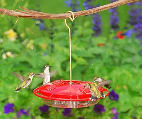 Komen de vogels pas in de late lente of vroege zomer aan