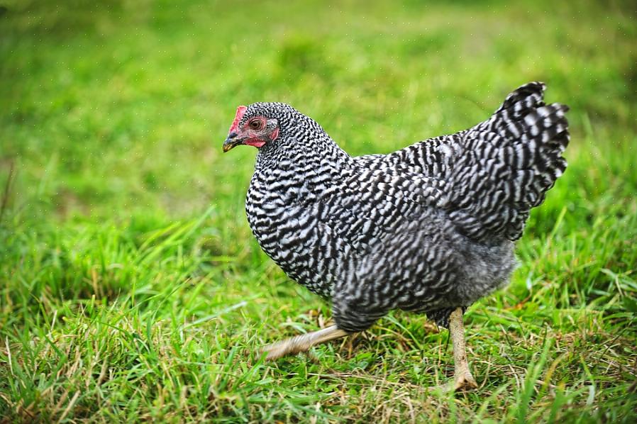 Dus een Barred Rock is eigenlijk een zwart-witte Plymouth Rock-kip