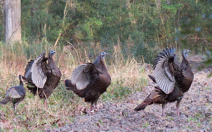 Ronde vogels met krachtige spieren