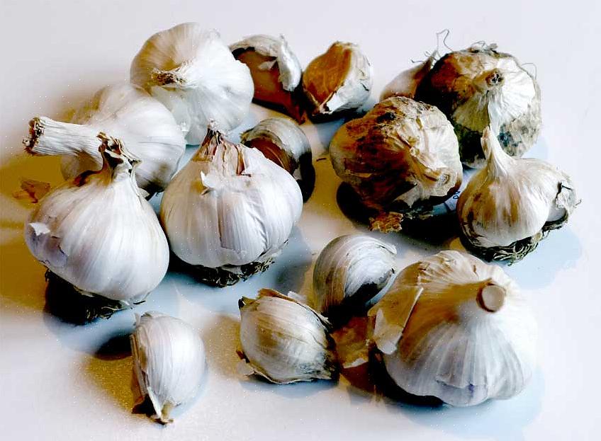 Knoflook wordt vermeerderd door individuele kruidnagels gescheiden van bollen te planten of door bulbils