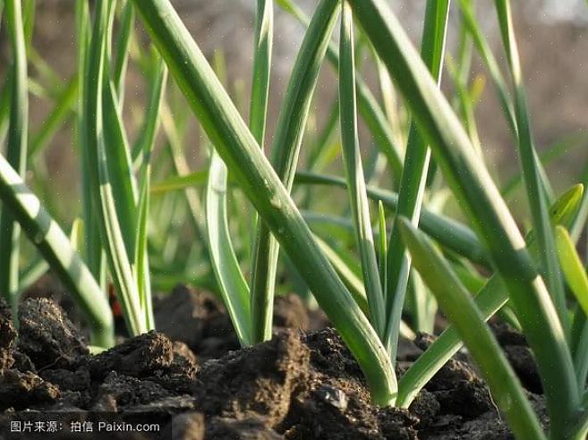 Hardnekkige knoflook (Allium sativum var