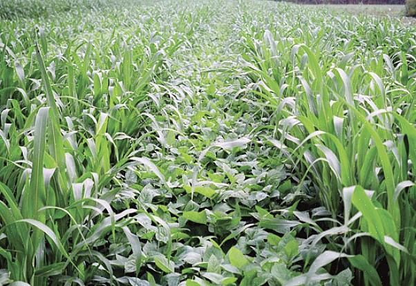 Het wordt vaak aanbevolen om Sorghum-Sudan-gras te volgen met een peulvruchtbedekking