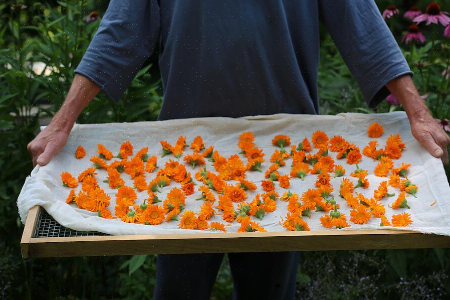 De beste tijd om calendulabloemen te oogsten is 's ochtends nadat de dauw is opgedroogd